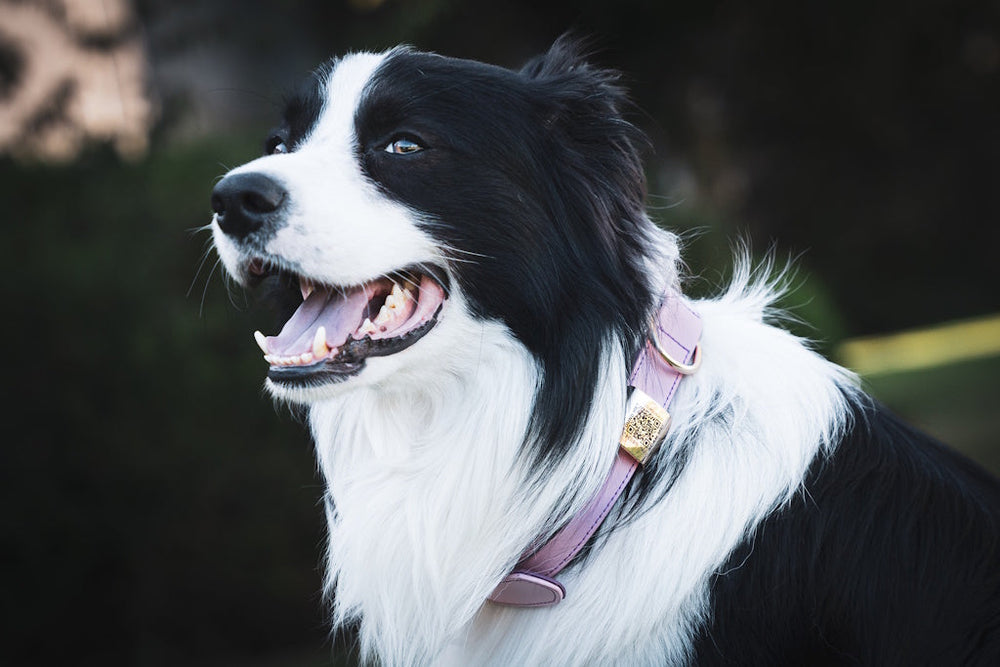 Lost Pet? A Scan Away from Home!