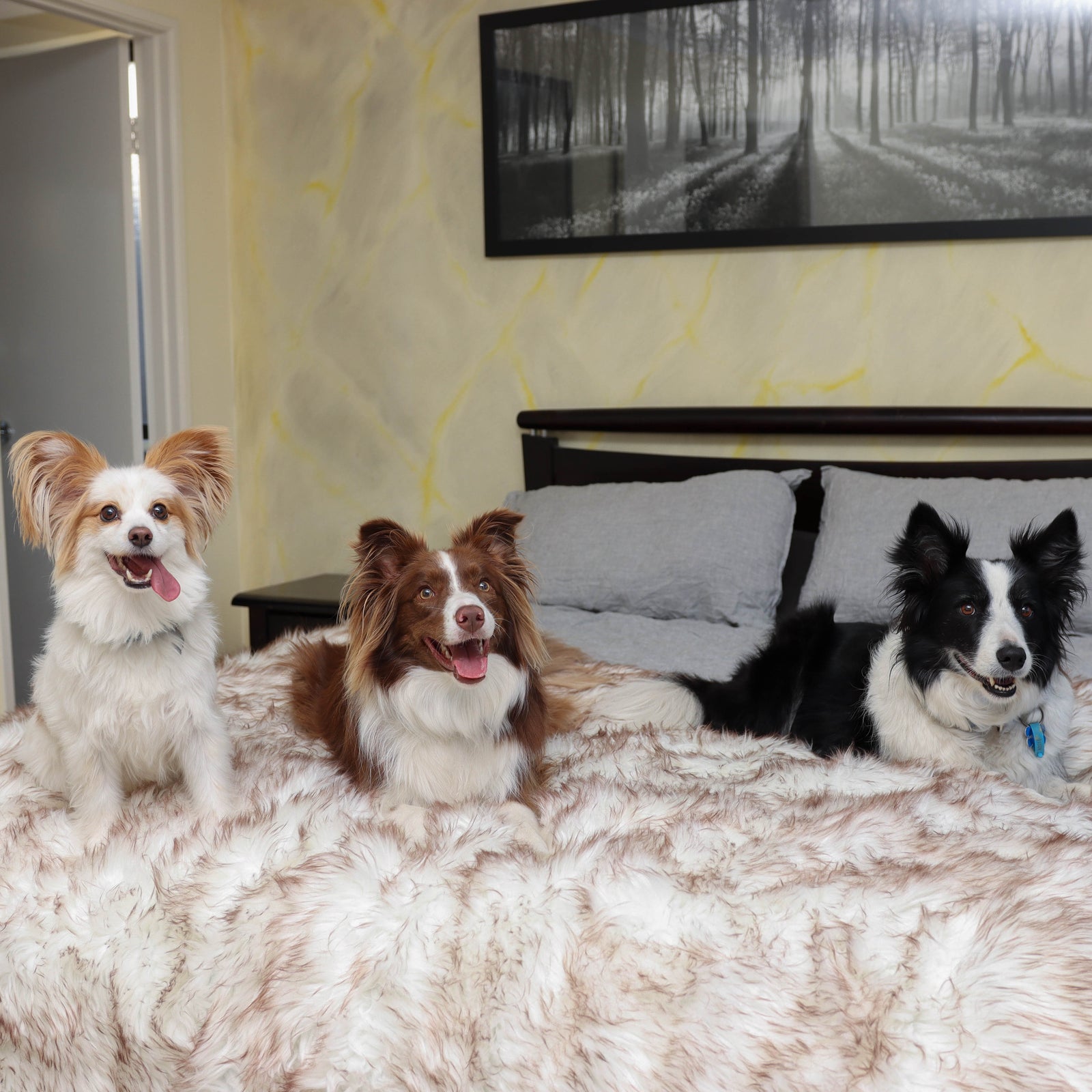 How to Clean Your Dog's Blanket for a Fresh and Hygienic Living Space