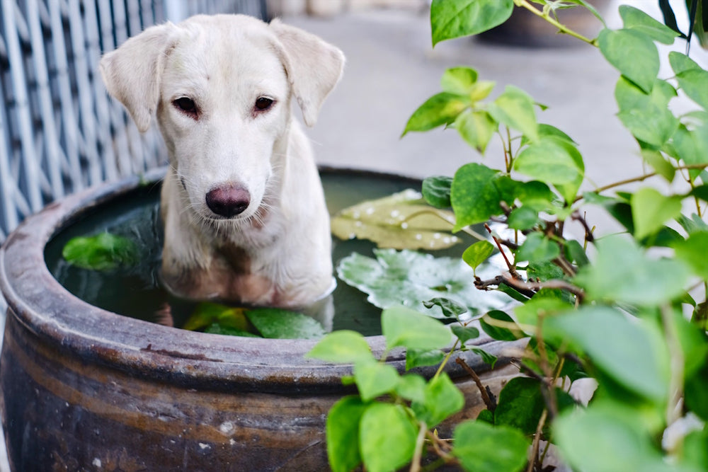 Hot Paws, Cool Walks: Knowing When It’s Too Warm for a Walk