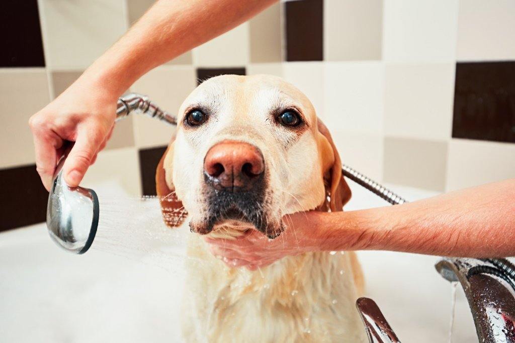 Proper Grooming Of Your Dogs – OrthoRug Australia