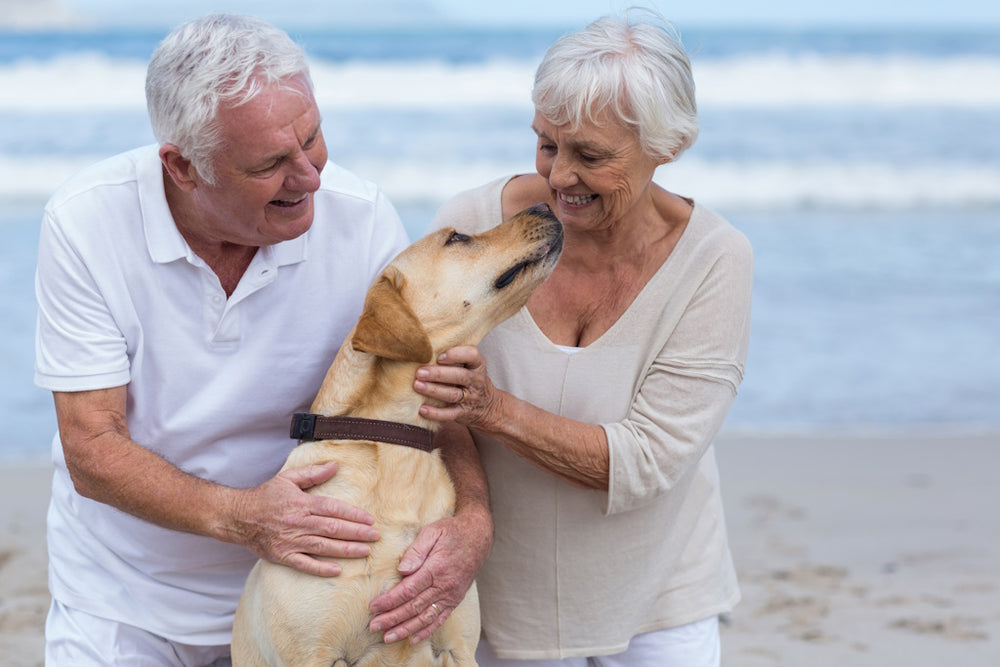 Aging Gracefully: Why Senior Dogs Deserve Orthopedic Beds