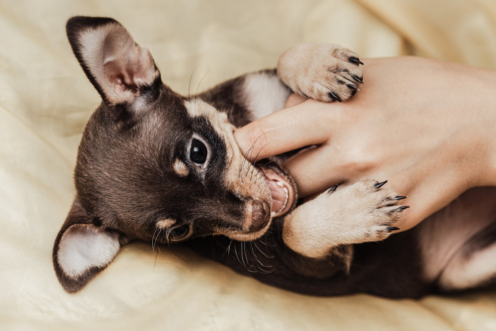 How to Stop Puppies From Biting